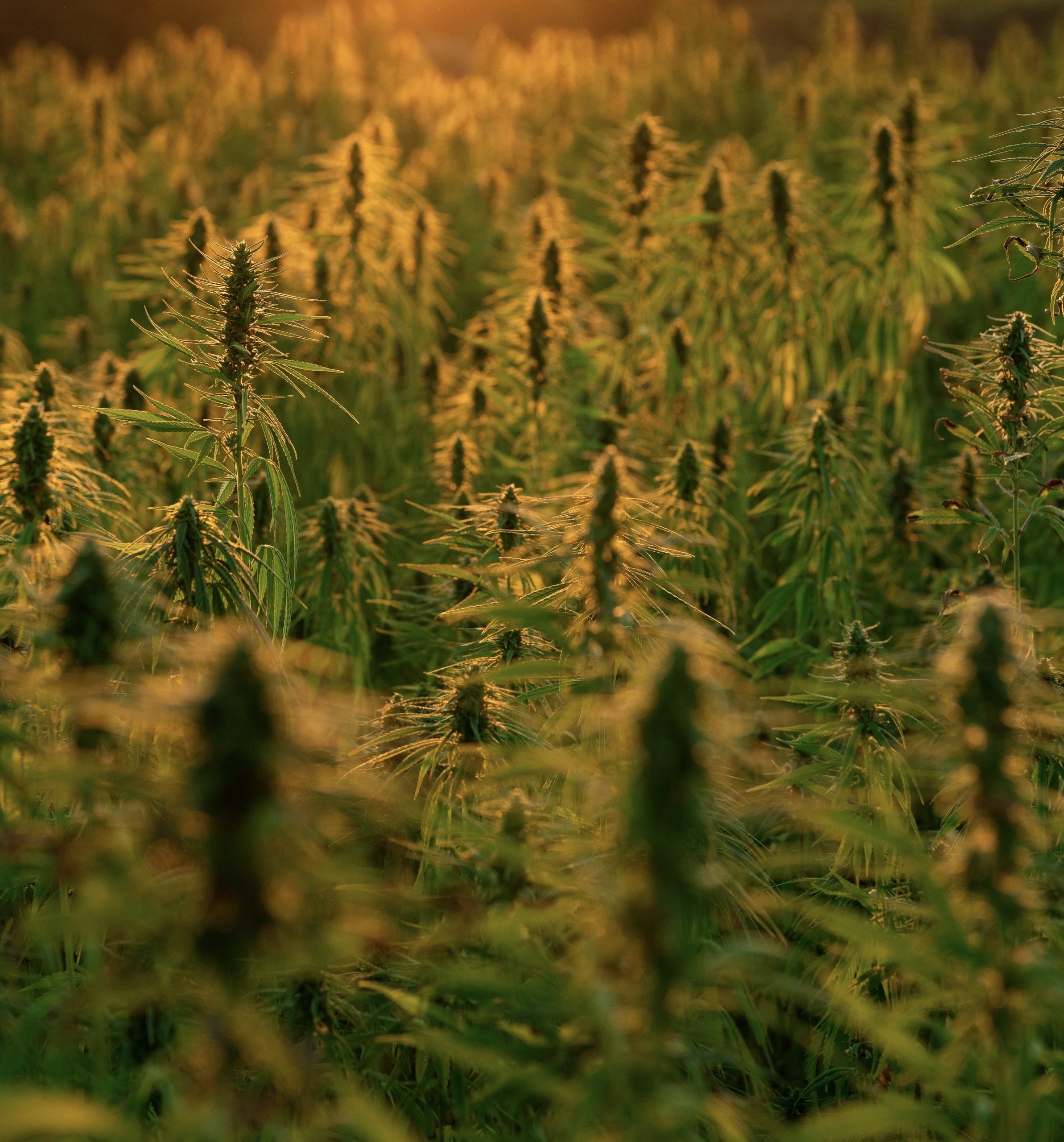 cone rolling machine