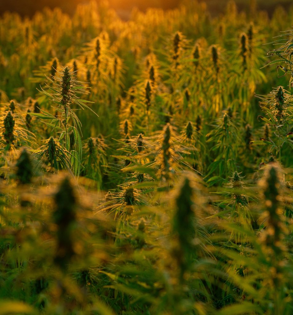 best pre roll machine